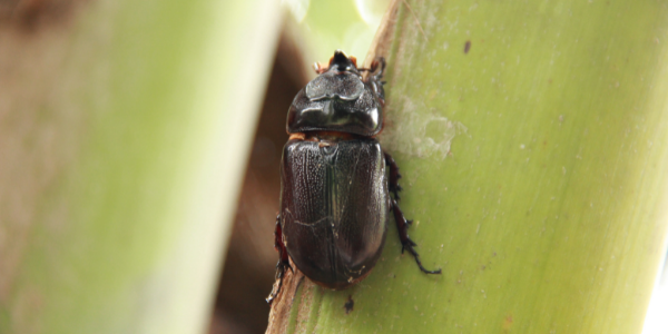 bug on plants